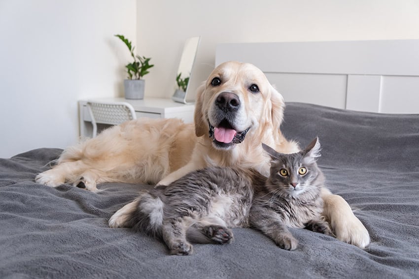 dog and a cat cuddling together