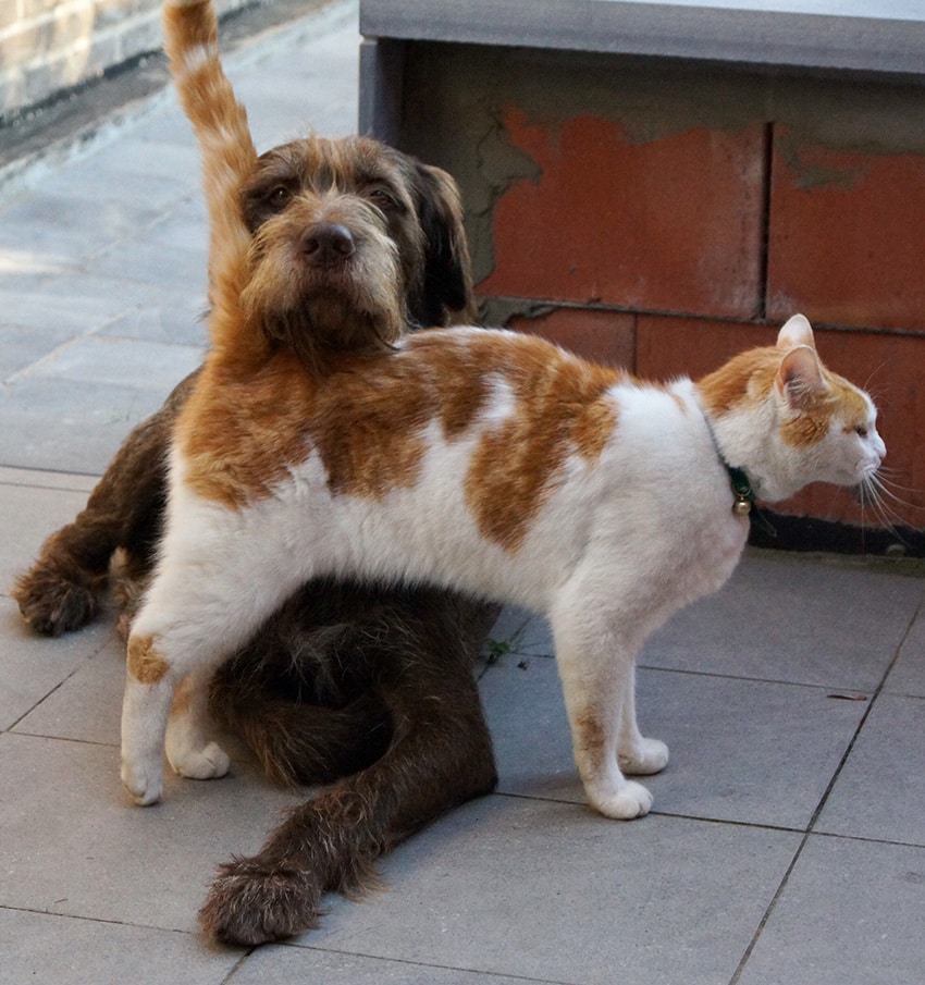 dog itching while cat wrapping his body with its tail