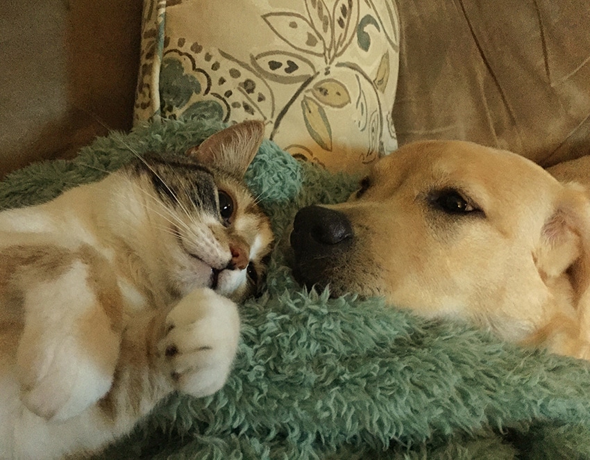 dog loving his pals the cat