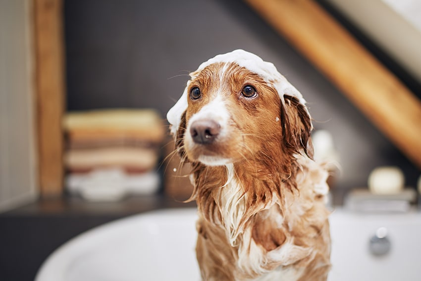 dog with a tearless shampoo on his fur