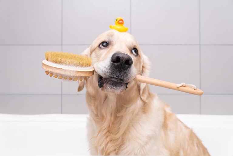 What Is a Non Stripping Dog Shampoo? (Vet Explains)