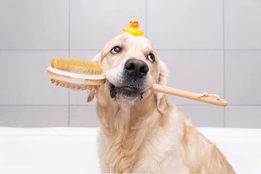 golden is being bathed with a non-stripping dog shampoo