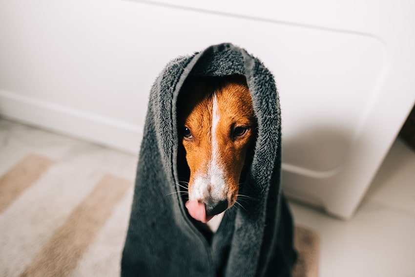 mixed breed dog is wet after his human bathed him with a soap free dog shampoo