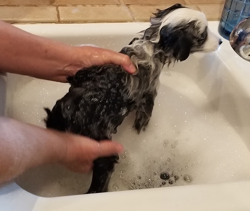 owner is bathing his puppy with a shampoo