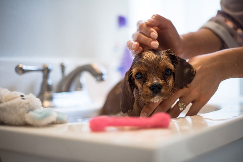 owner is giving his brown puppy a bath