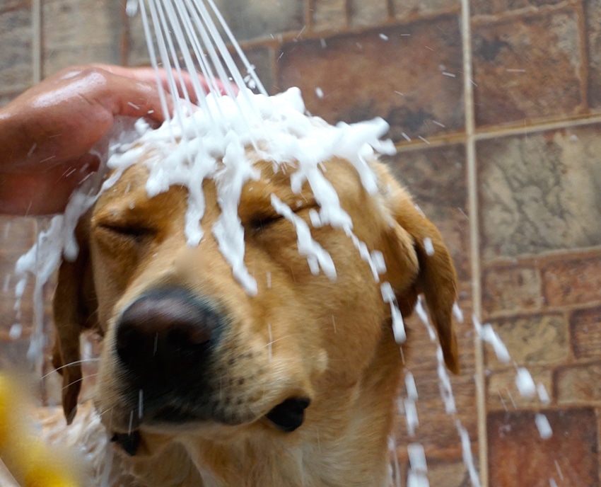 owner is giving his dog a bath with a tearless dog shampoo