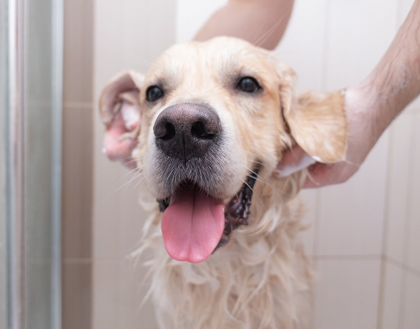 owner is giving his golden a bath with soap free dog shampoo