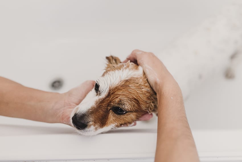 owner is shampooing his dog with a non stripping dog shampoo
