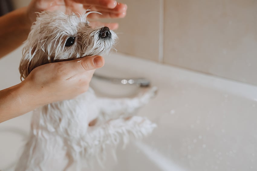 owner is using a non stripping dog shampoo on her white terrier