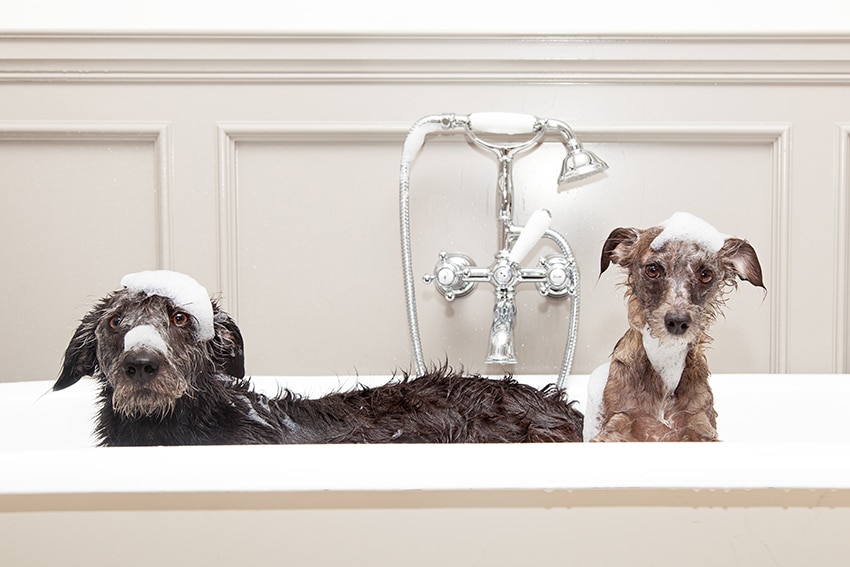 two terriers with a baby shampoo on them