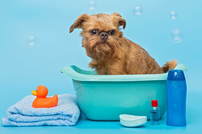 What Is a Non Stripping Dog Shampoo? (Vet Explains)