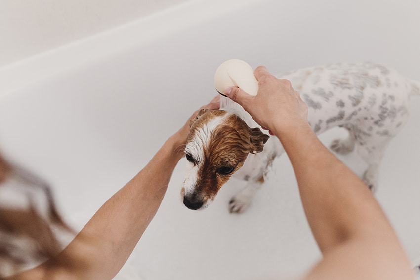 what is medicated dog shampoo