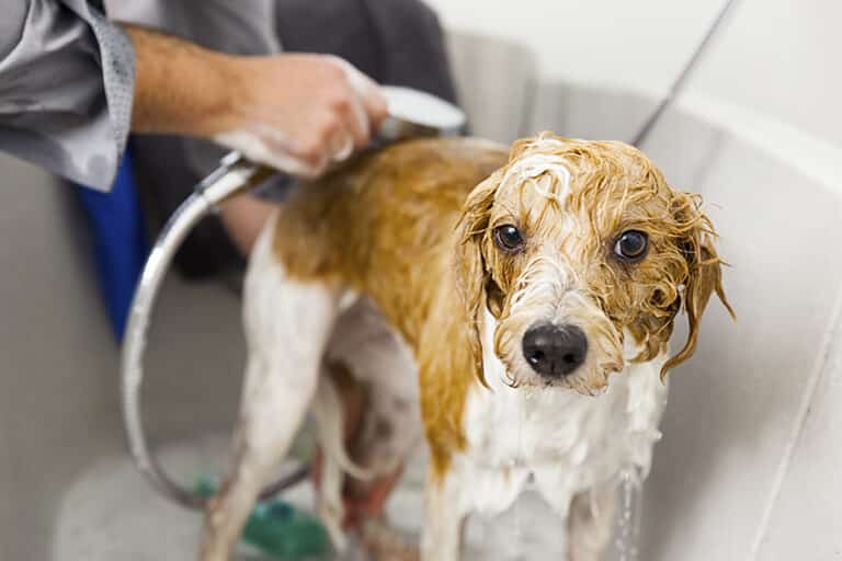 what is a soap free dog shampoo