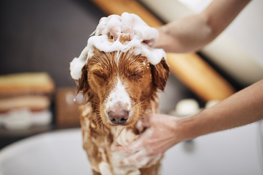 what is tearless dog shampoo