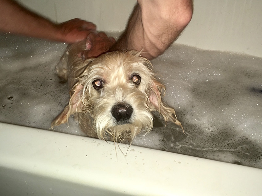 white terrier dog is having a bath with a dog shampoo