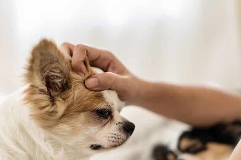 Can I use a Human AntiItch Cream Like Hydrocortisone on My Dog? (Vet
