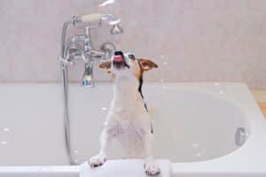 do all dog shampoos kill fleas