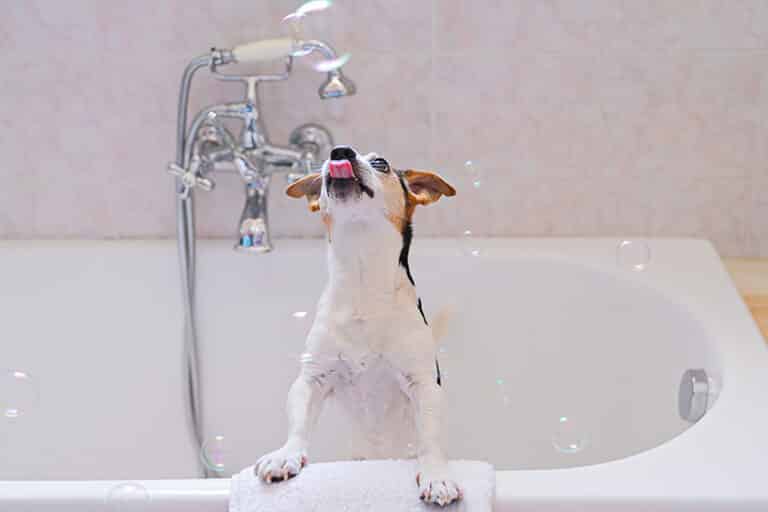 Do all Dog Shampoos Kill Fleas? (Vet Explains)