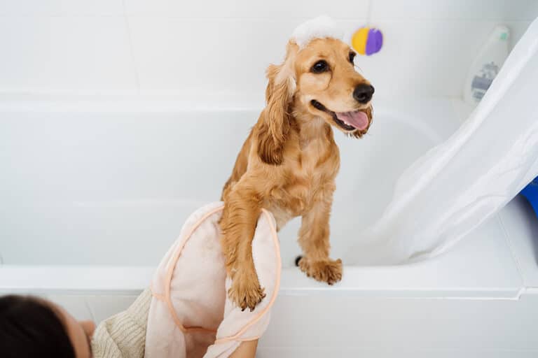 Should I Bathe My Dog To Stop His Itching A Vet Explains 