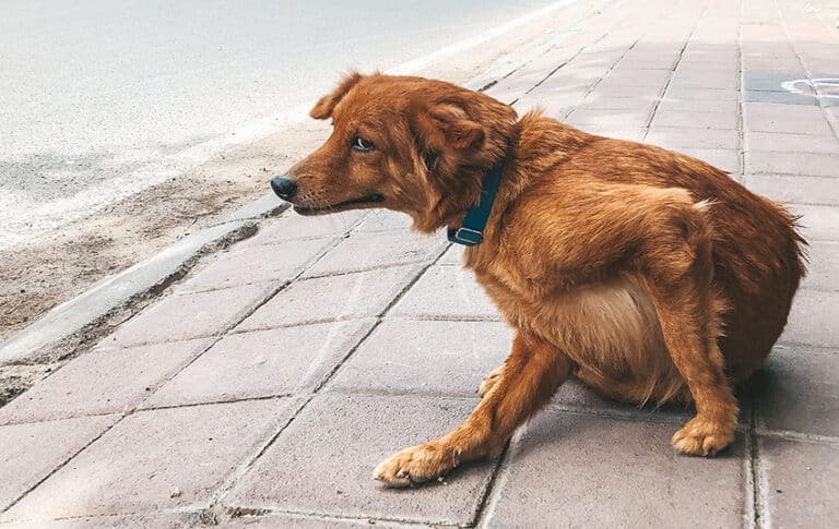 will-baking-soda-help-my-dog-stop-itching-vet-explains