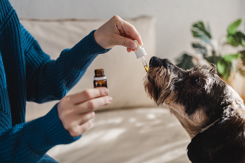 will coconut oil help my dog stop itching