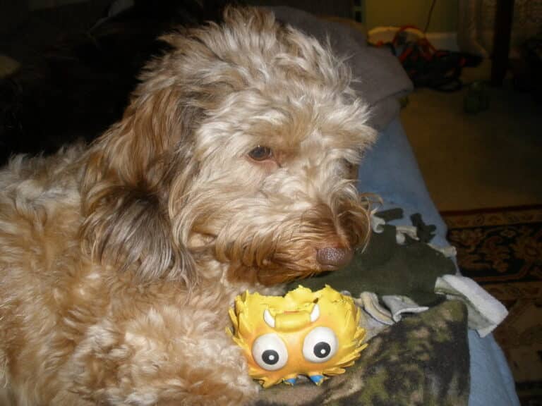 My Dog Ate a Rubber Toy and Seems Fine What Should I Do?