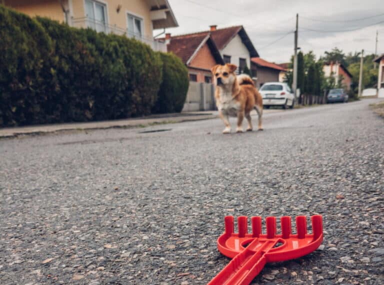 my-dog-ate-plastic-and-seems-fine-what-should-i-do