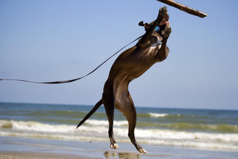 15 Top DogFriendly Beaches in Galveston, Texas Your Fur Baby Will Love