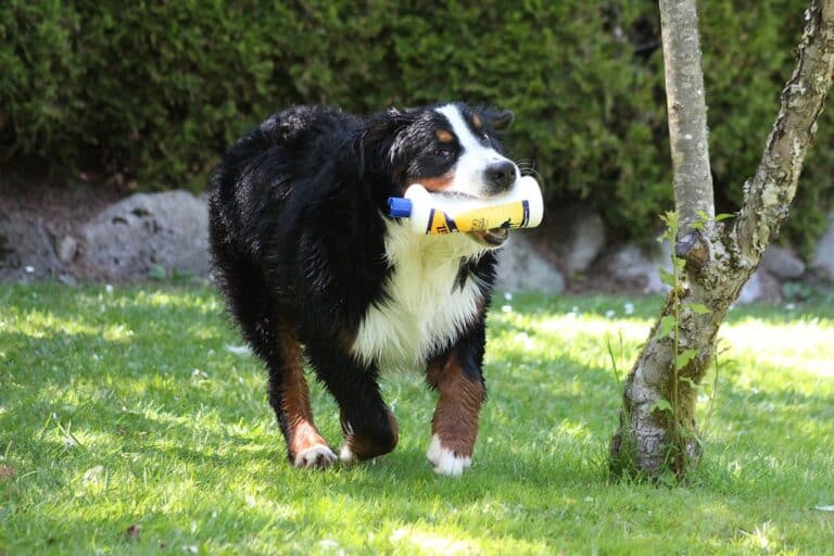 My Dog Ate Detergent and Seems Fine What Should I Do?