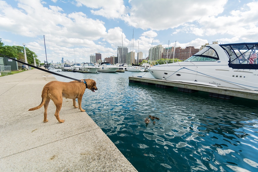 Dog walking by Chicago river. Photo by Erik Cooper. Flicker user: 60199688@N08