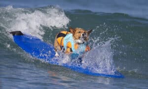 Dog surffing in san diego. Photo by Nathan Rupert. nathaninsandiego