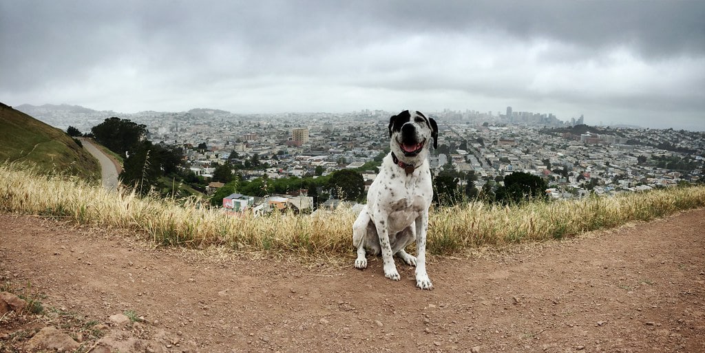 Josh the dog is having fun hiking in San Fransico Photo by Phil King. pkingdesign