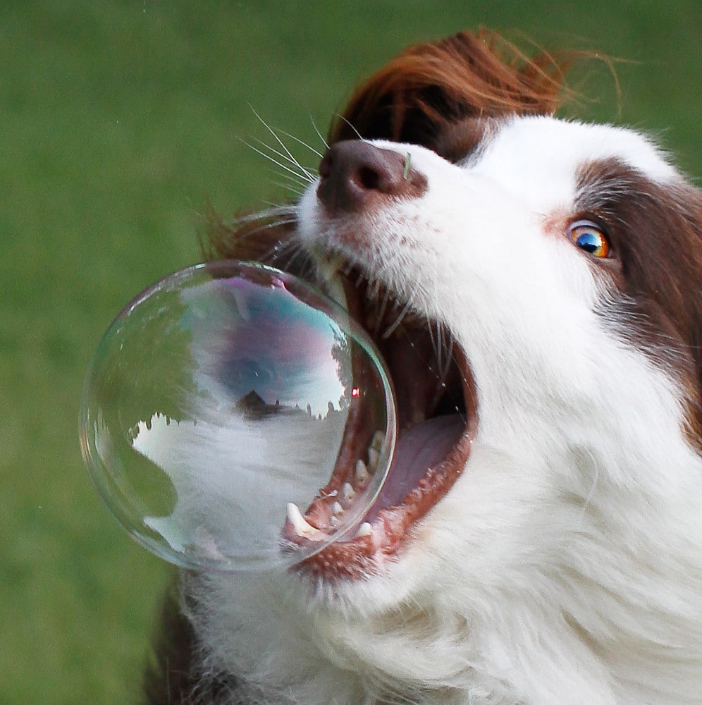 My Dog Ate Soap And Seems Fine What Should I Do 