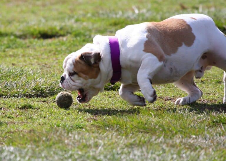 My Dog Ate a Tennis Ball and Seems Fine What Should I Do?