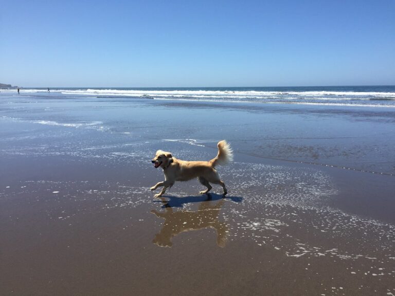 15 of the Best Dog Beaches in Stinson Beach, CA to Enjoy This Summer