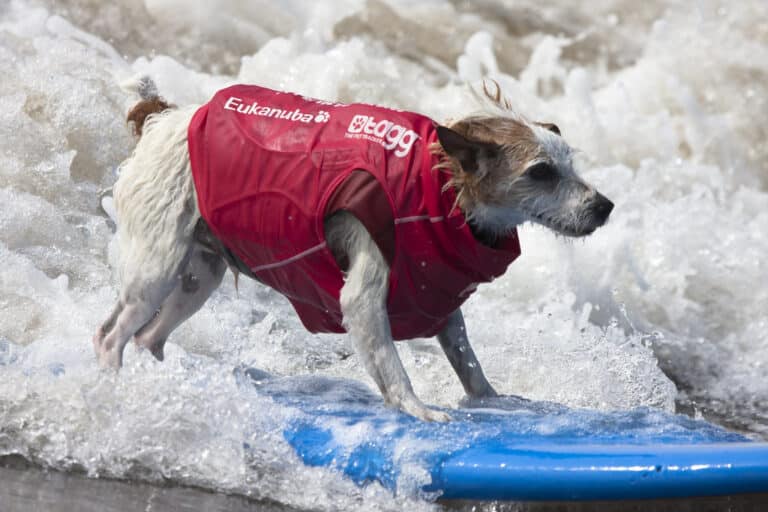 Photo inspiration: Gallery Detail: 15 Dog Friendly Beaches For You And Your Fur Baby