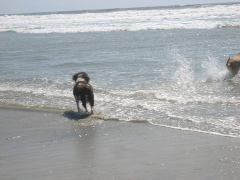 15 of the Most Fun PupPopular Beaches in Encinitas, CA