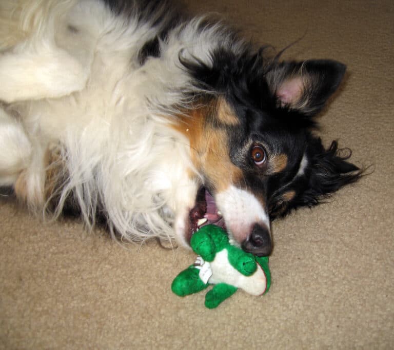 My Dog Ate a Frog. What Do I Do?