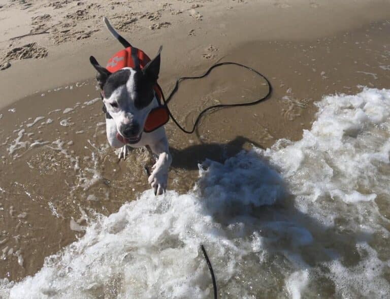 Top 6 Dog-Friendly Beaches You and Your Dog Will Love in Fort Morgan AL