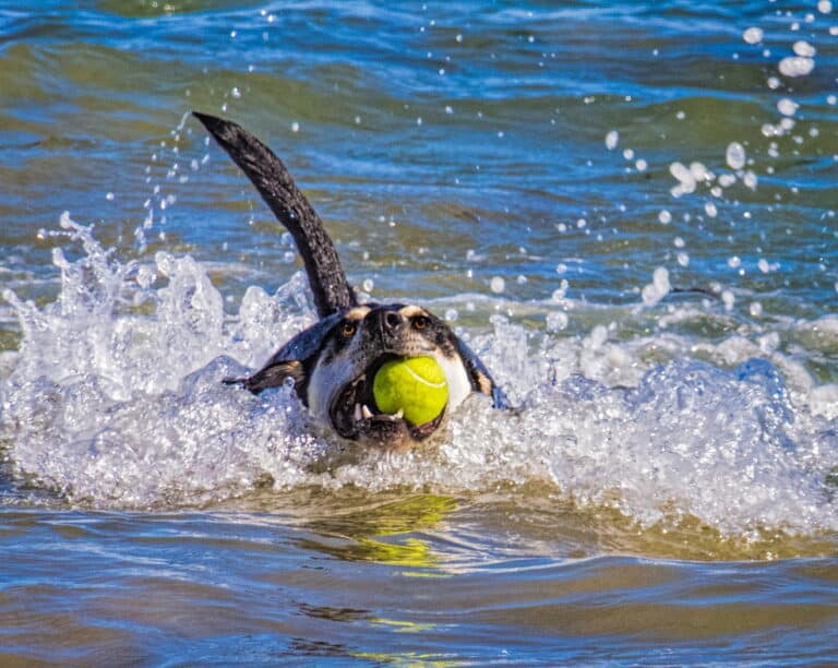 15 of the Best DogFriendly Beaches in Avila Beach CA