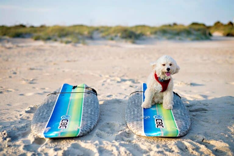 15 Dog Beaches in Bald Head Island, NC, That You and Your Fur Baby Will