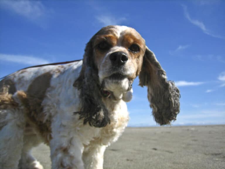 15 Pawesome DogFriendly Beaches in Bodega Bay, CA