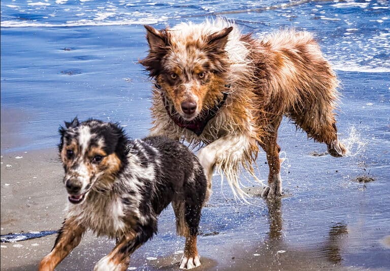 15 of the Most Pup-Popular Dog Beaches in Cayucos CA