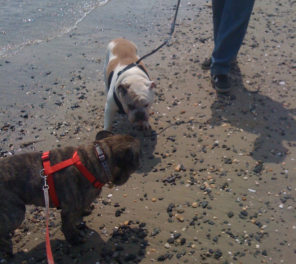 15 Pawfect DogFriendly PupPopular Beaches in Manasquan, NJ