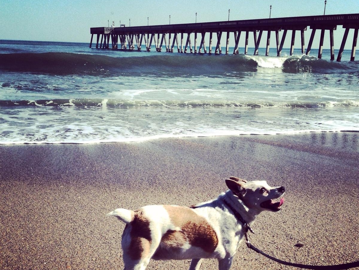 15 Dog Beaches in Wrightsville Beach, NC Your Pup Will Love
