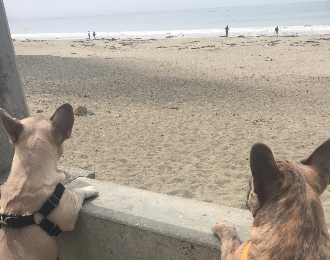 15 Awesome DogFriendly Beaches in Cambria, CA