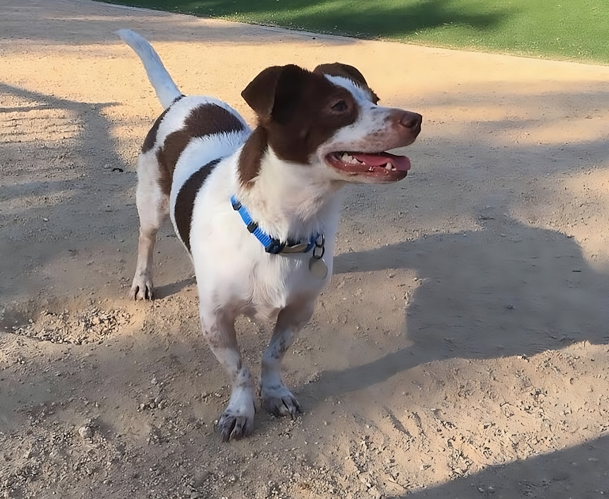 15 of the Best Dog Parks in Greensboro, North Carolina