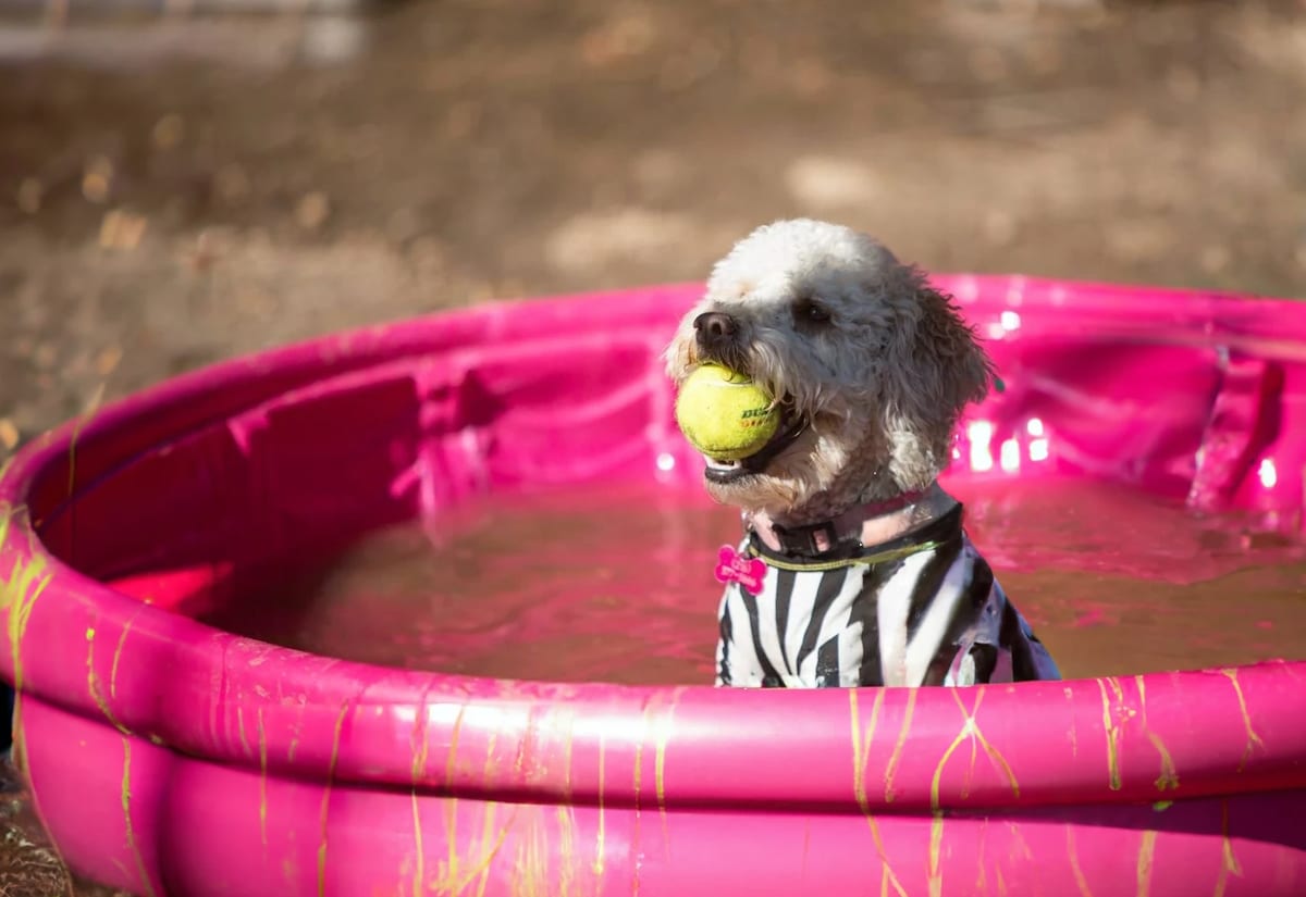 The Top 15 Pooch Parks in Columbia, South Carolina, to Bring Your Dog