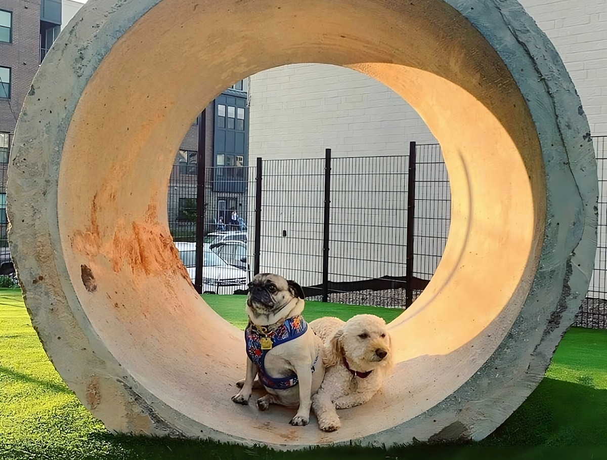 The Top 15 Dog Parks in Charlotte, North Carolina, to Enjoy with Your Pup