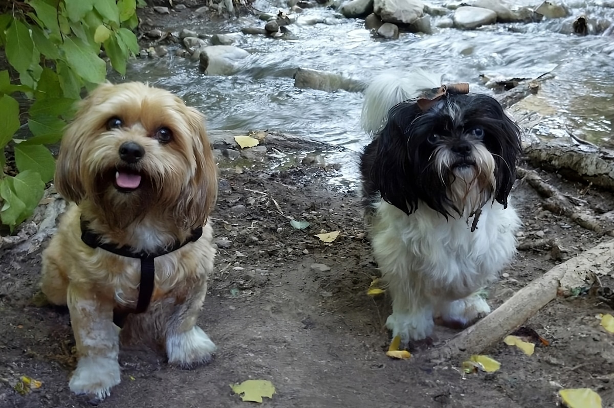 15 Pup Approved Dog Parks in Salt Lake City, Utah